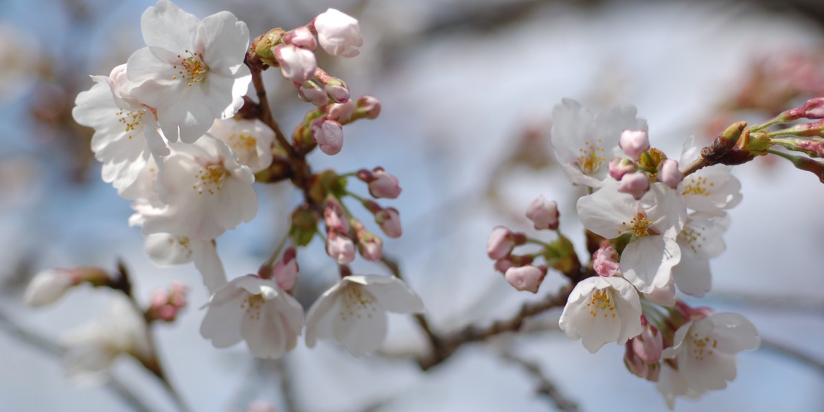後楽園の桜が咲き始めました