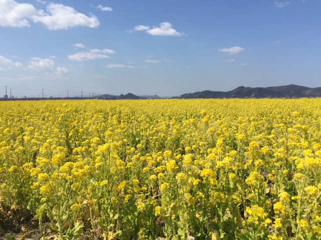 笠岡湾干拓地の菜の花畑