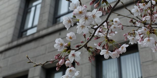 ルネスホールの桜