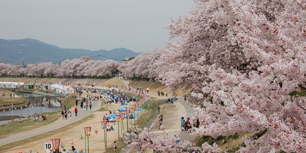 桜カーニバルのお花見