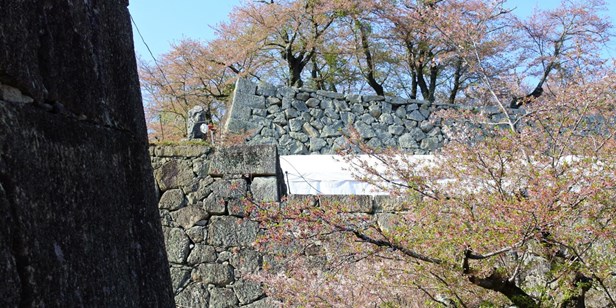 桜の残る鶴山公園を訪れました