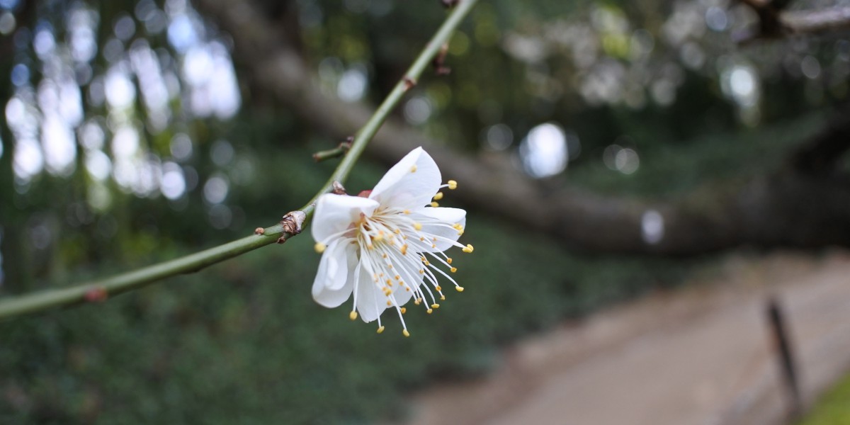 梅の花が咲きました